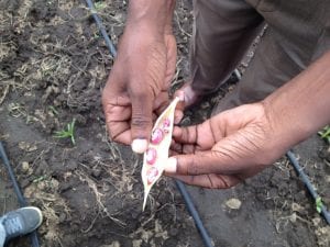 An iAGRI-funded researcher, Papias Binagwa, opens the pod of a climbing bean variety with high zinc and iron content bred specifically for pregnant and lactating women, children, and vulnerable groups during a visit to Selian Agricultural Research Station (SARI), Arusha, Tanzania.